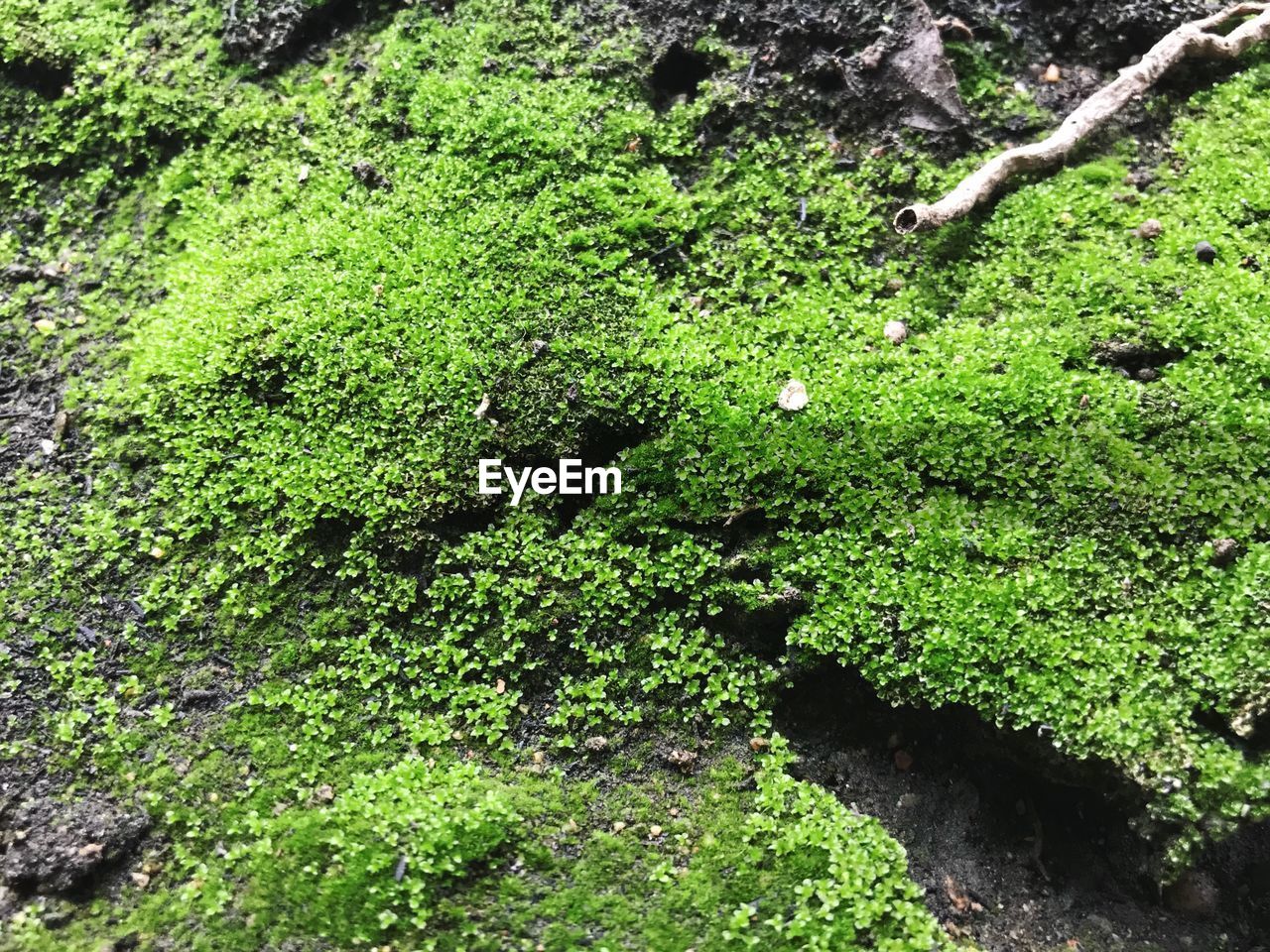 HIGH ANGLE VIEW OF MOSS GROWING ON GROUND