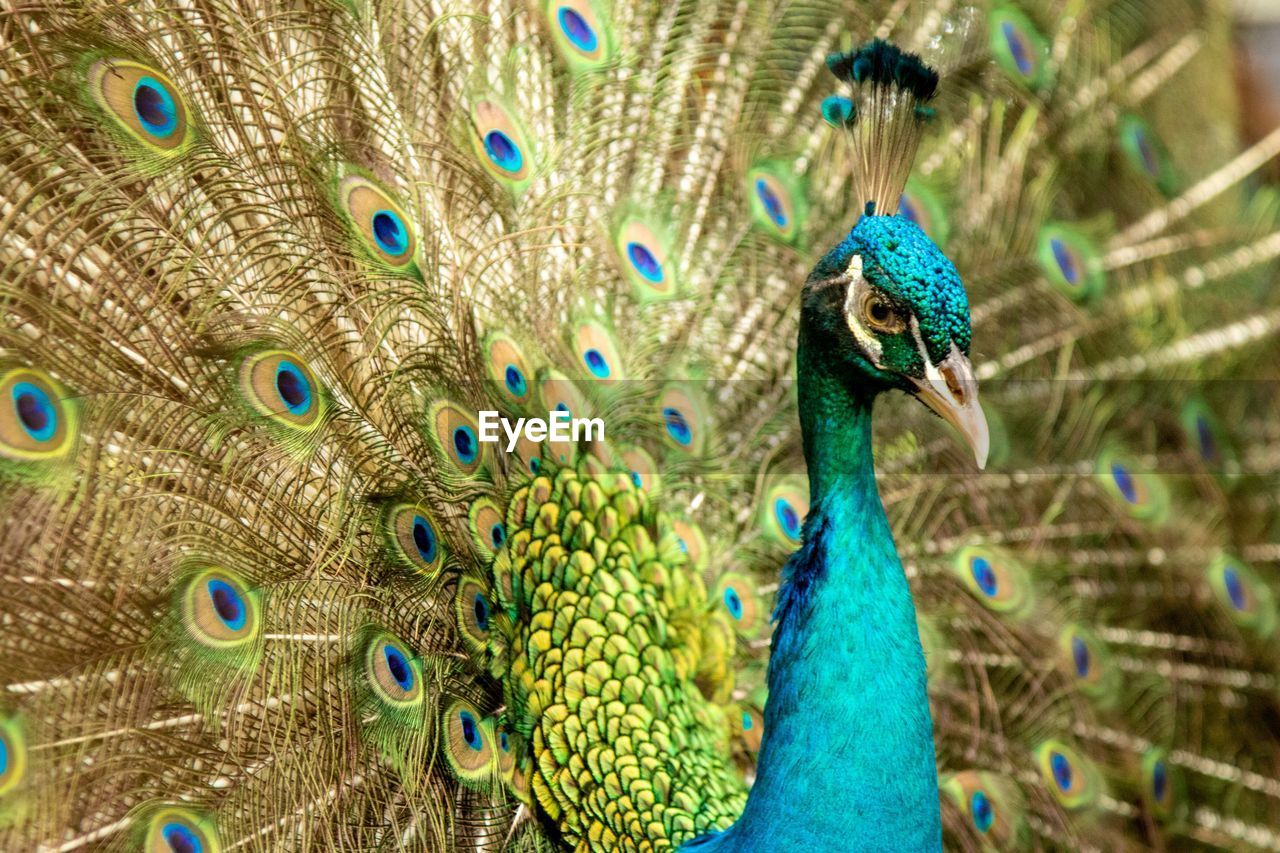 Close-up of peacock