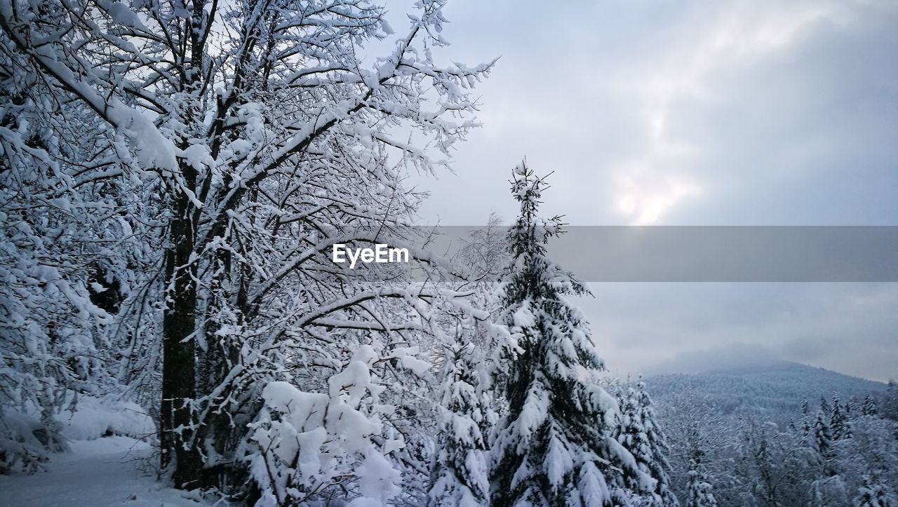 LOW ANGLE VIEW OF TREES ON SNOW AGAINST SKY