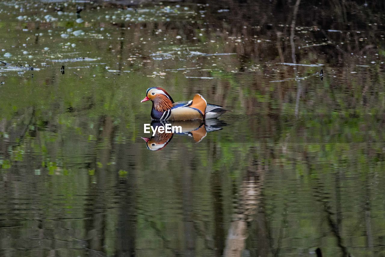 Close-up of mandarin duck in lake