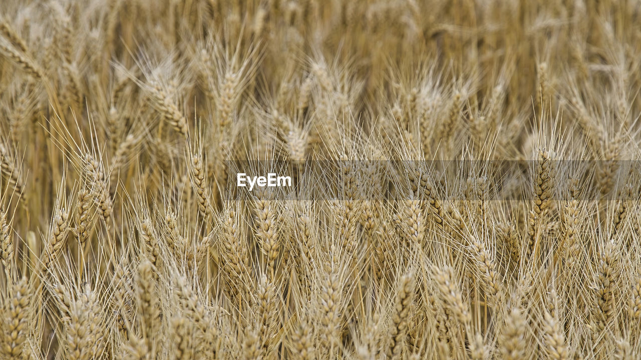 Full frame shot of wheat field