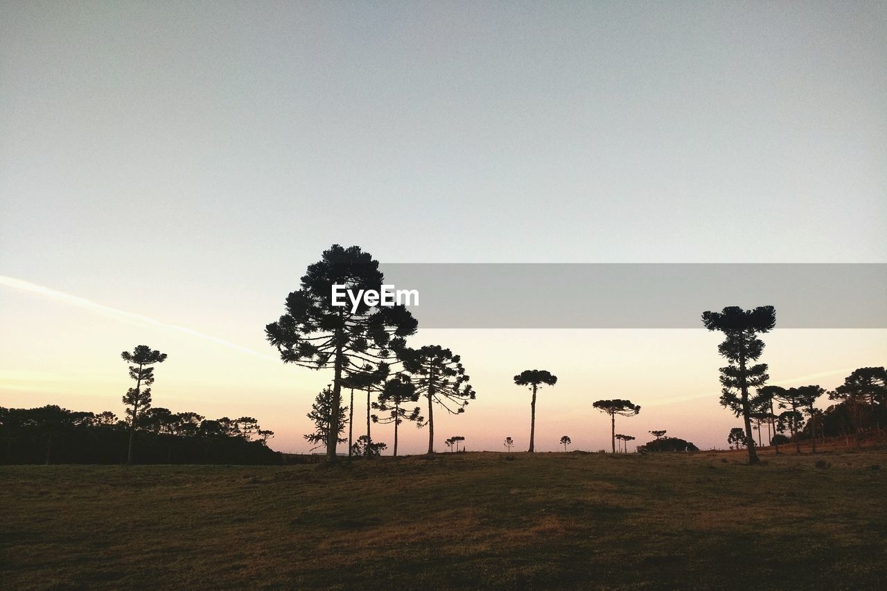 SILHOUETTE TREE ON FIELD AGAINST CLEAR SKY