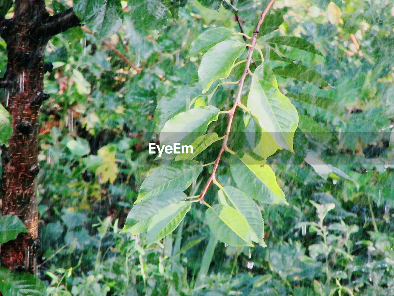 CLOSE-UP OF FRESH GREEN PLANTS IN PARK