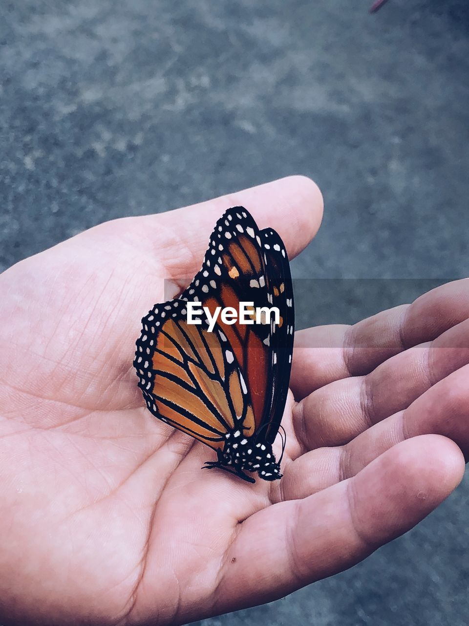 Close-up of butterfly on hand