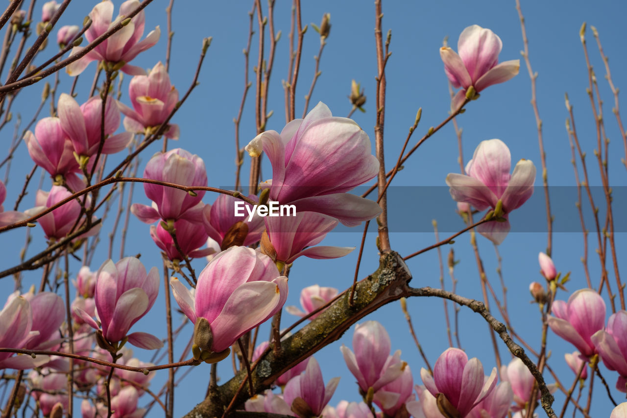 Pink magnolia flowers tree branch in spring