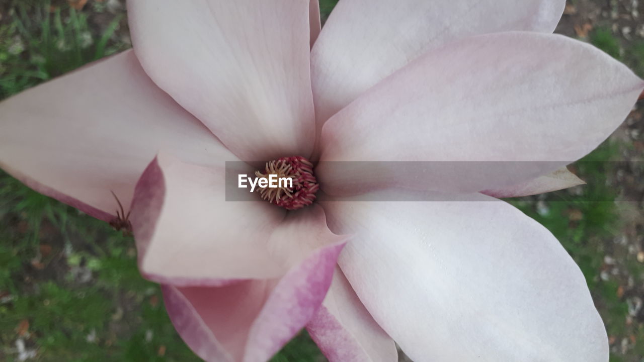 CLOSE-UP OF PINK AND WHITE ROSE