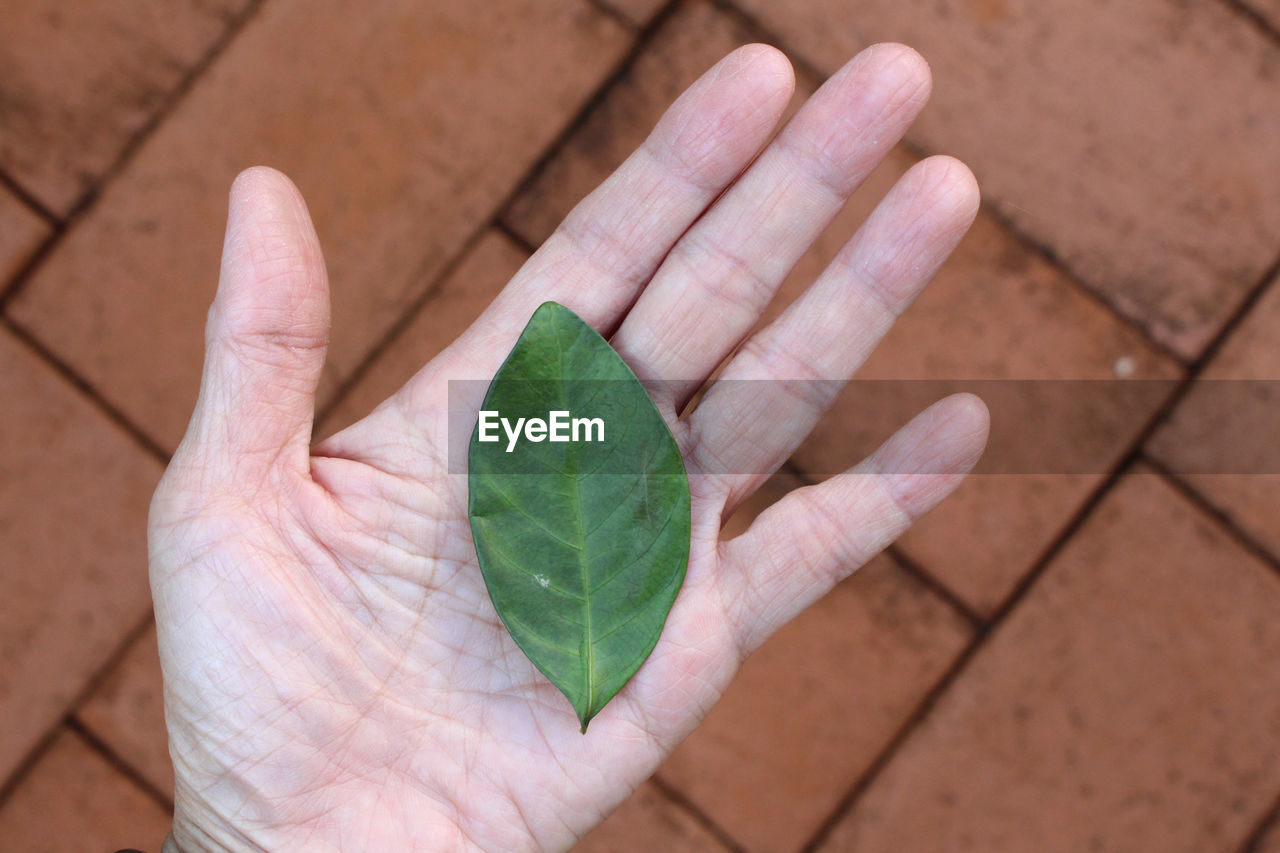 CLOSE-UP OF HAND HOLDING LEAF