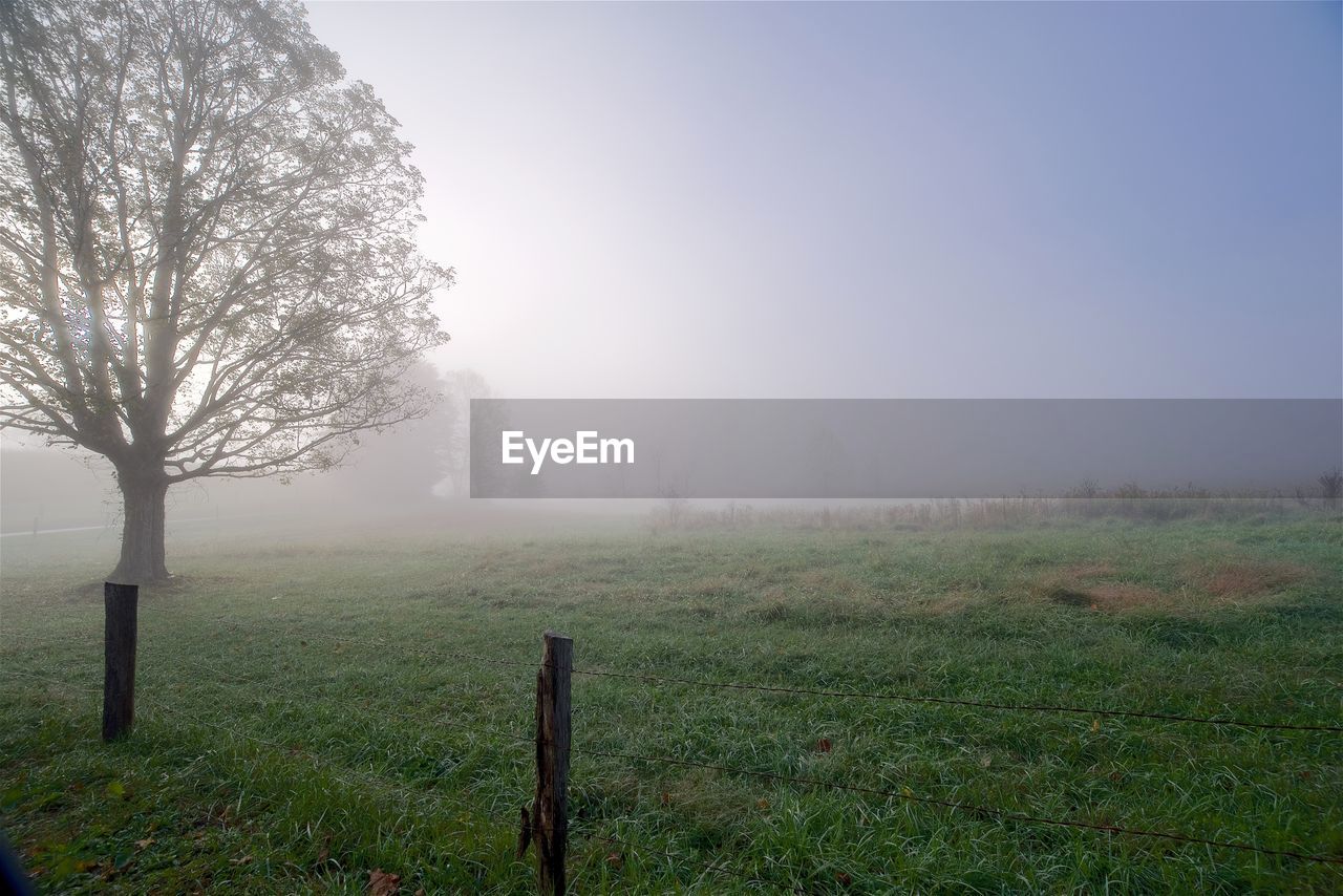 Trees on field against sky during foggy weather