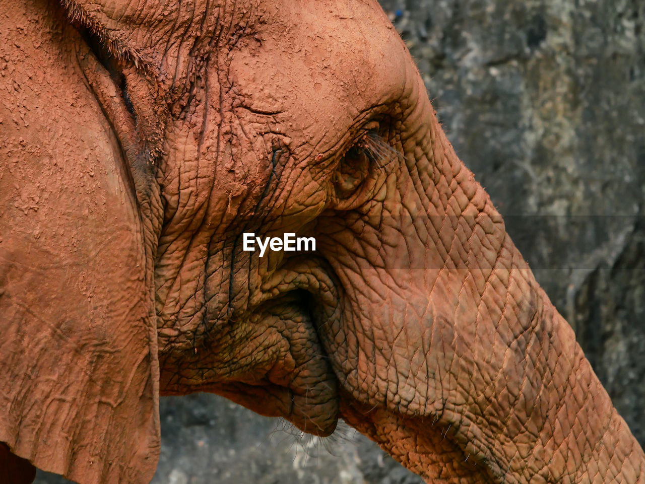 Close-up of elephant at forest