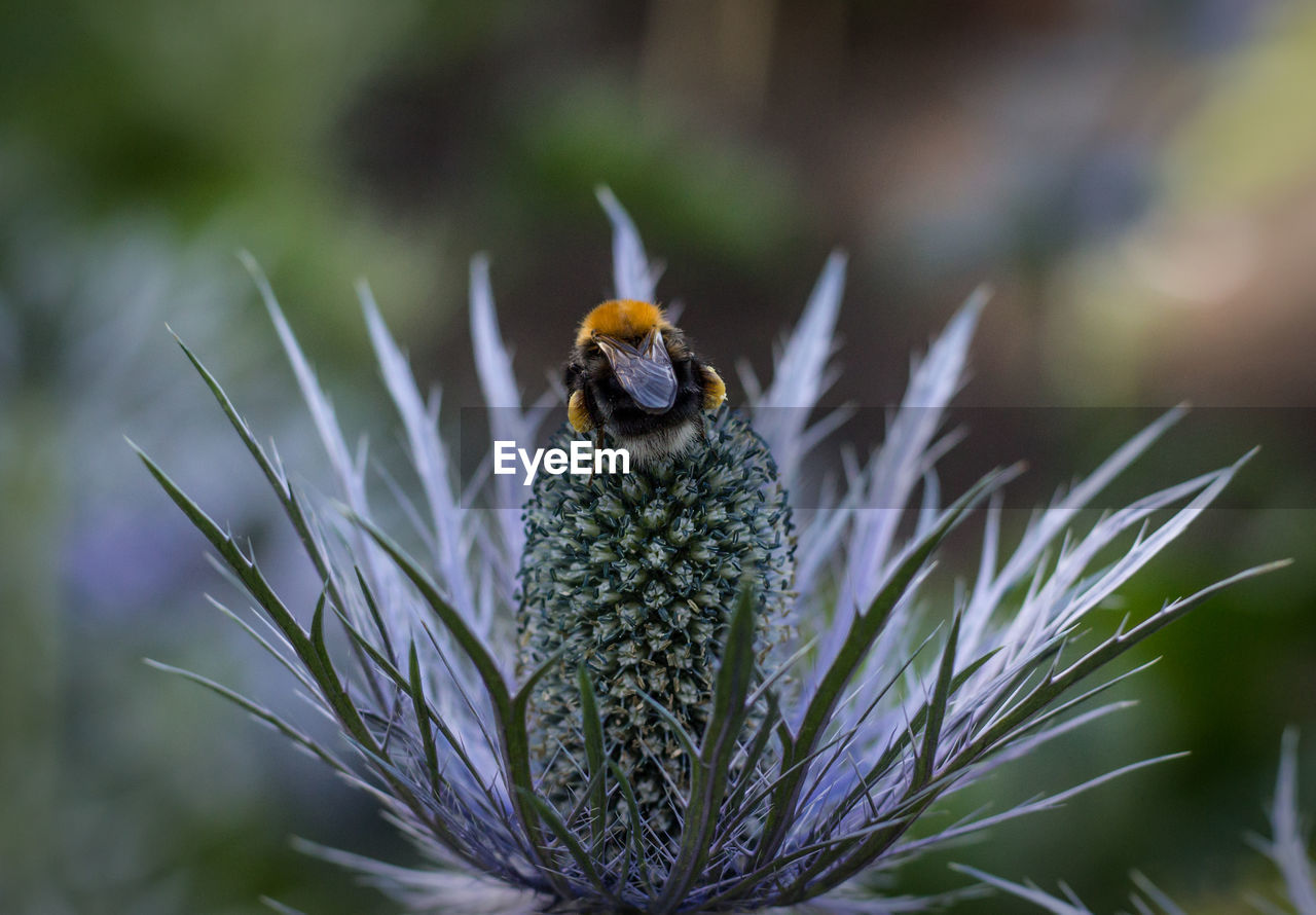 HONEY BEE POLLINATING FLOWER