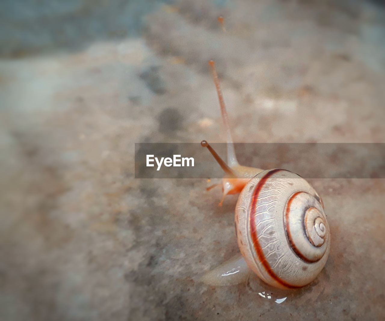CLOSE-UP OF SNAIL ON A SURFACE