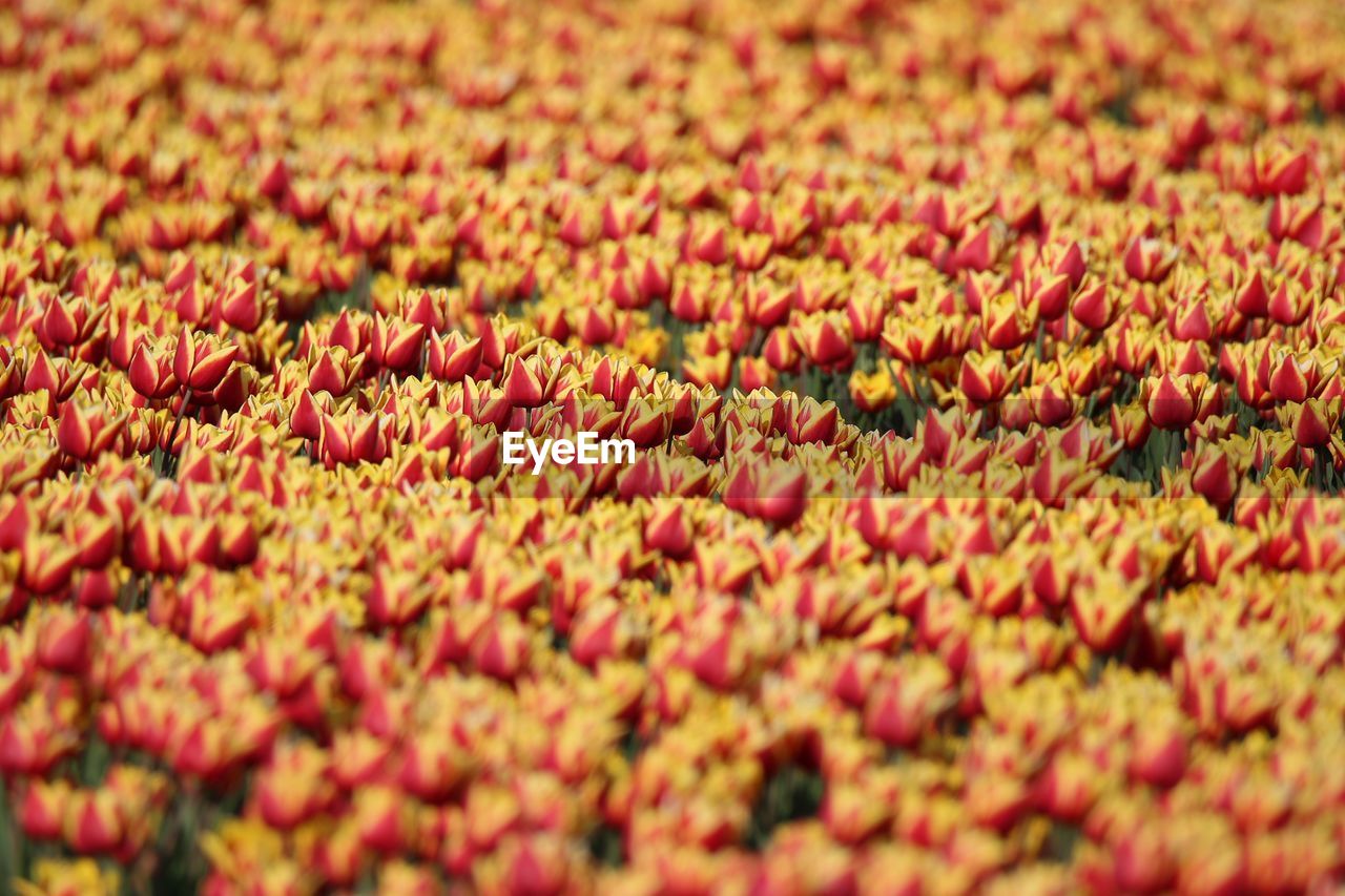 Full frame shot of red flowering plants