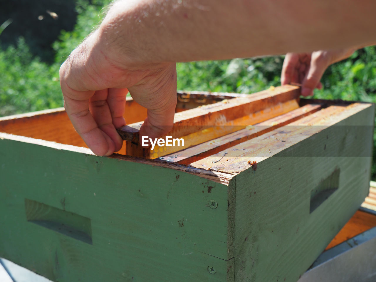 cropped hand of person holding insect