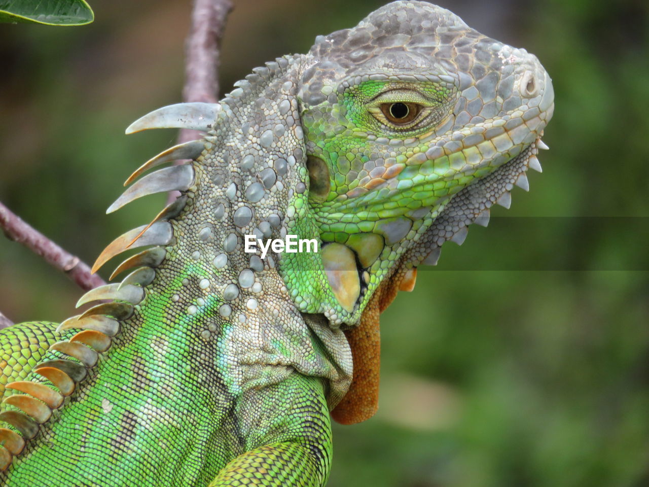 CLOSE-UP OF A LIZARD ON A LEAF