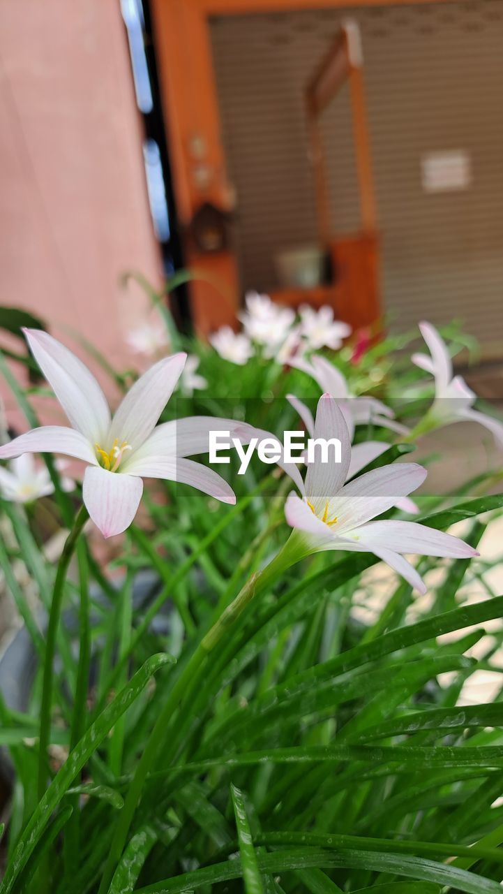 plant, flower, flowering plant, beauty in nature, freshness, nature, growth, close-up, white, fragility, petal, no people, green, flower head, focus on foreground, outdoors, day, leaf, inflorescence, plant part, springtime, selective focus, blossom