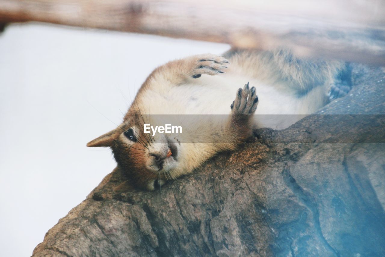 Portrait of squirrel lying on wood