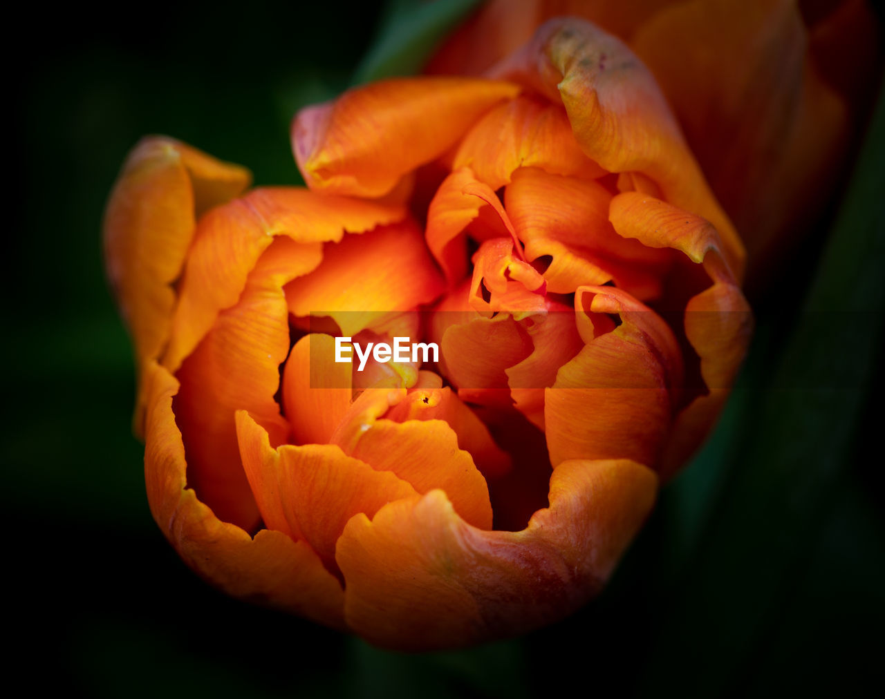 Close-up of orange rose flower