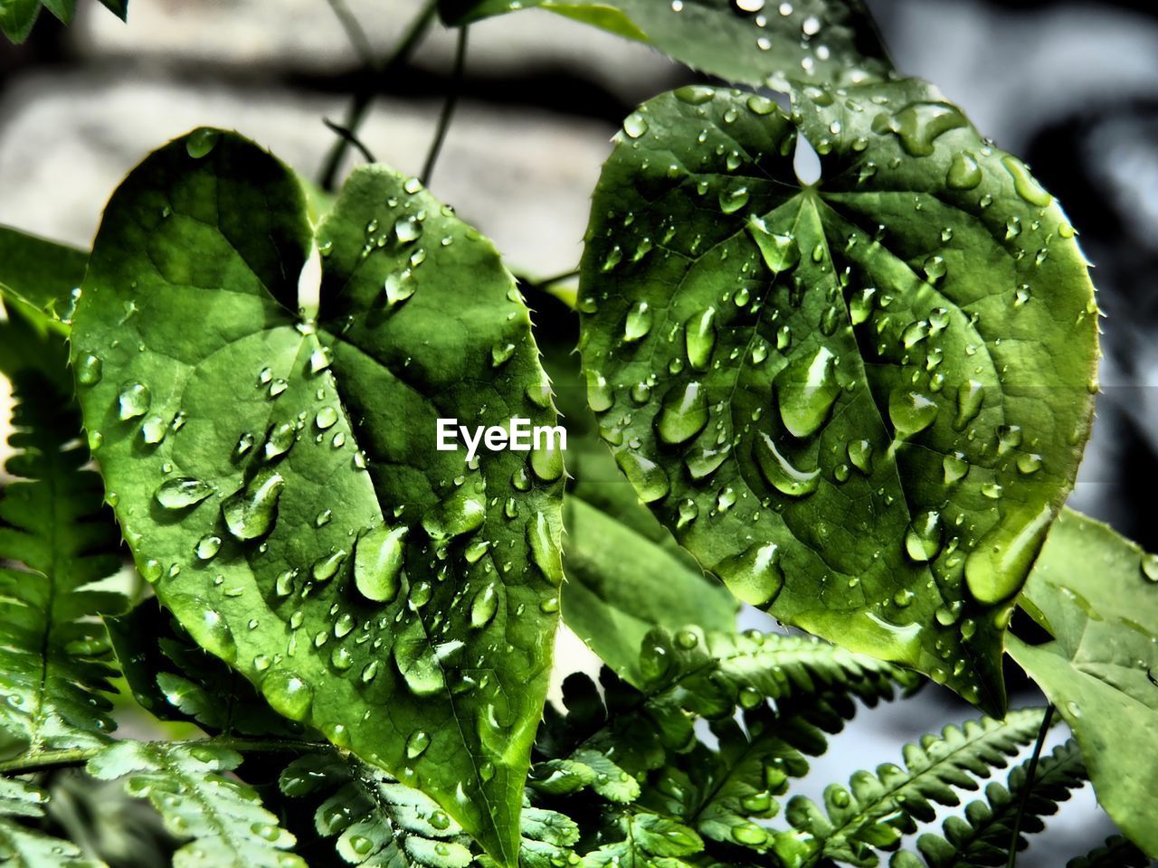 CLOSE-UP OF WET PLANT LEAVES