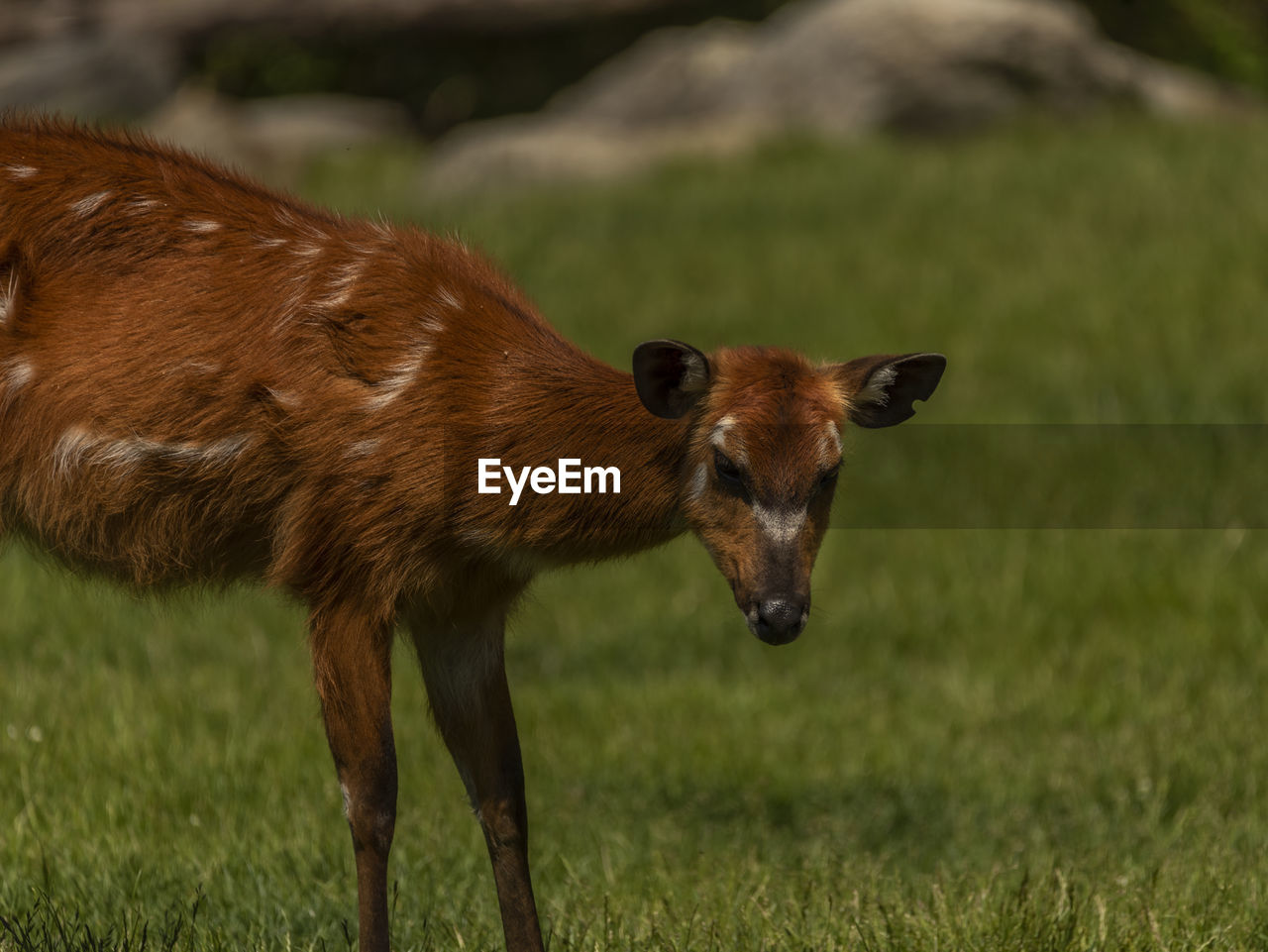 close-up of deer