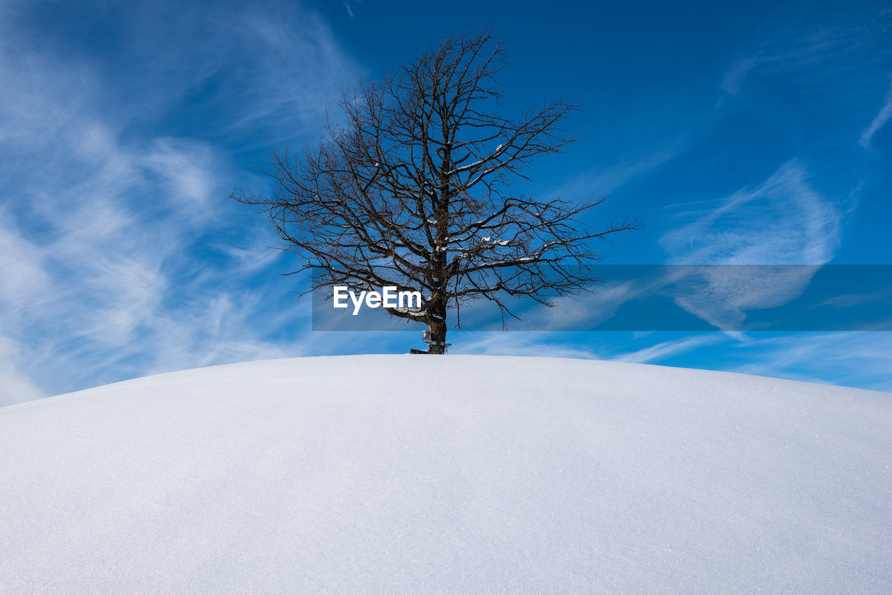 Bare tree on snow covered land against sky