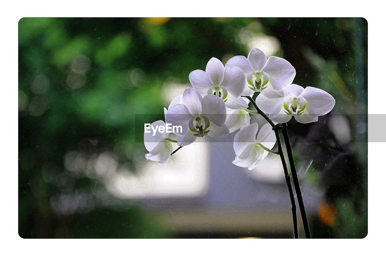 Close up of white orchids