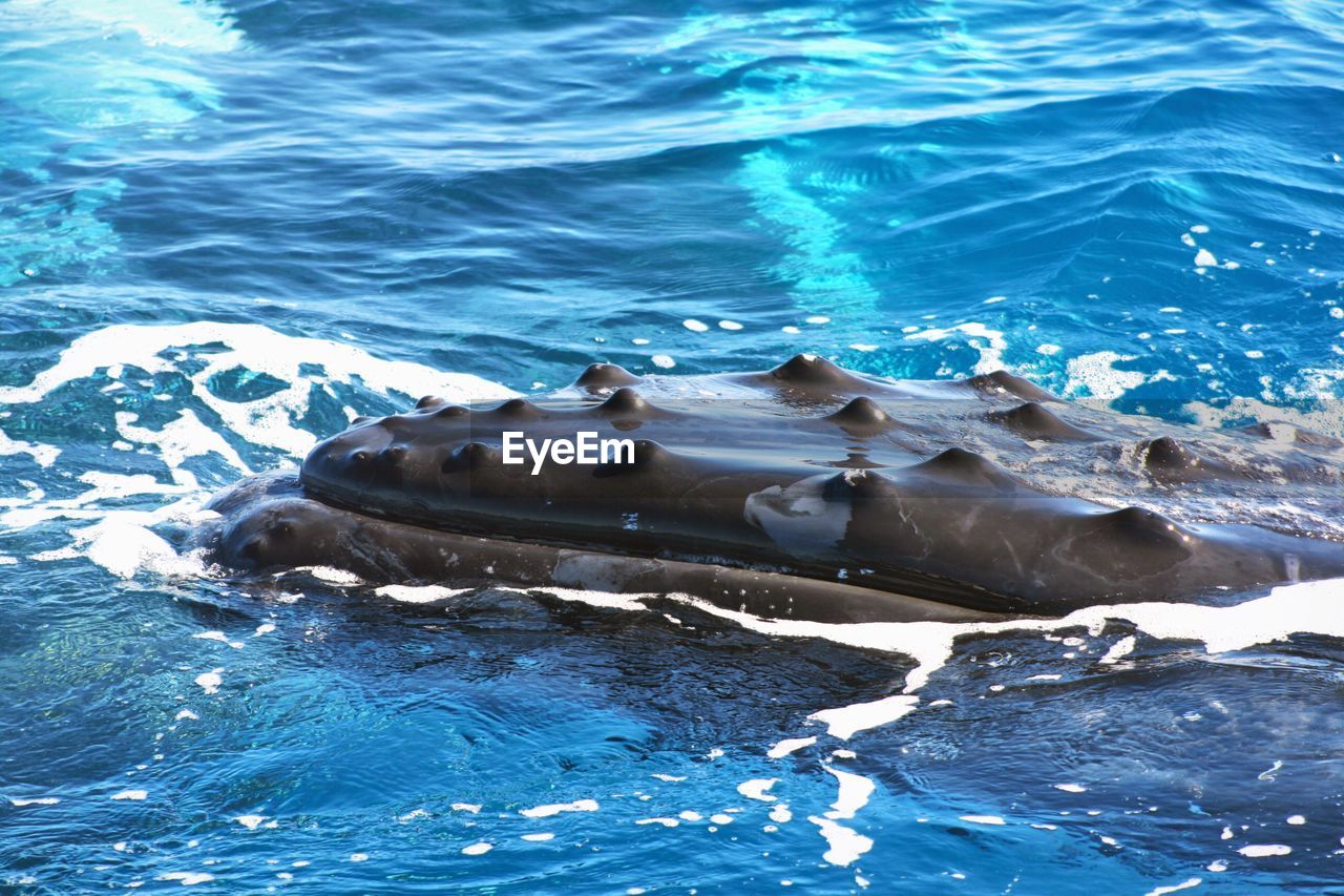 High angle view of whale in sea