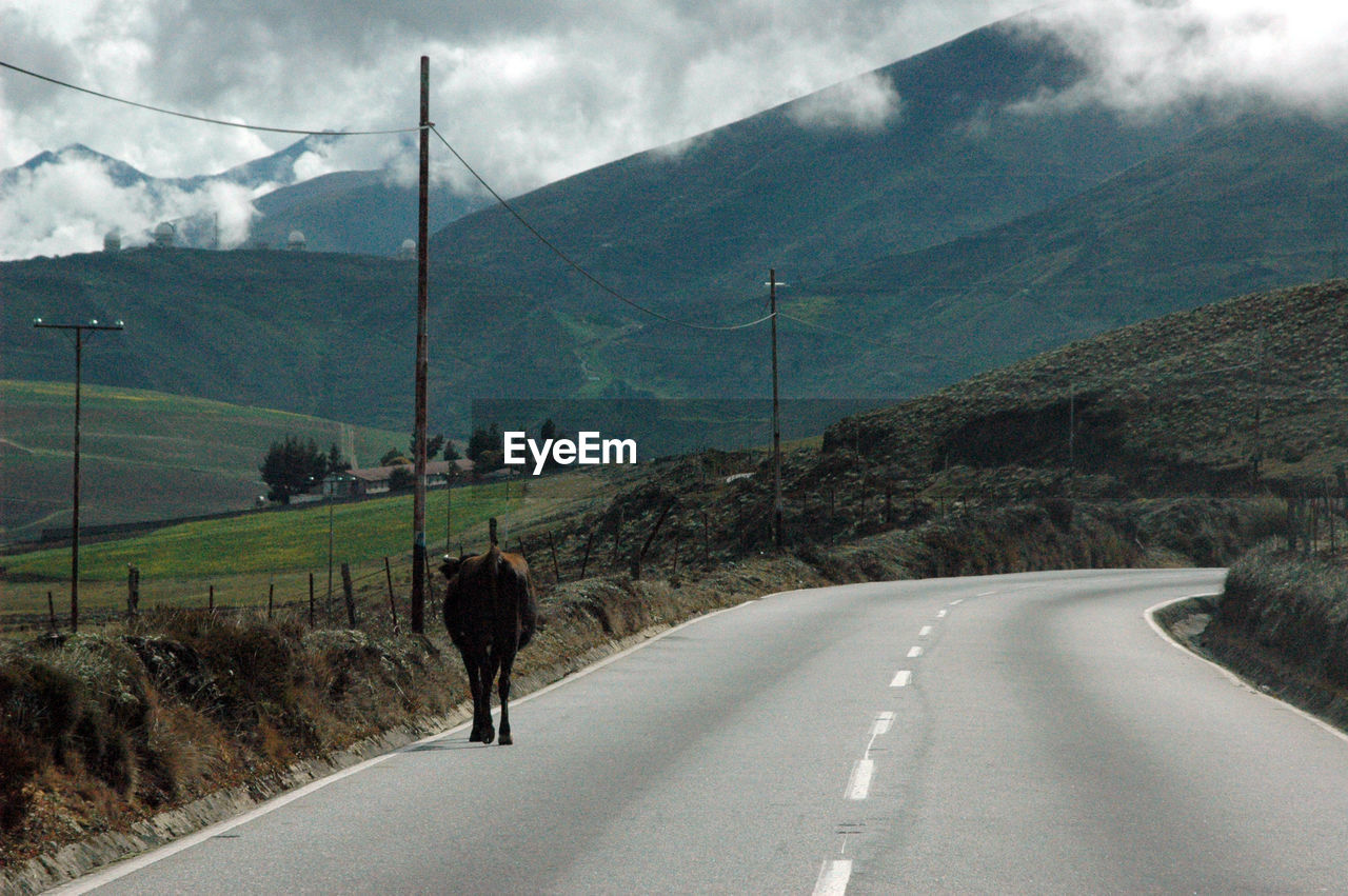 Cow standing on road against mountains