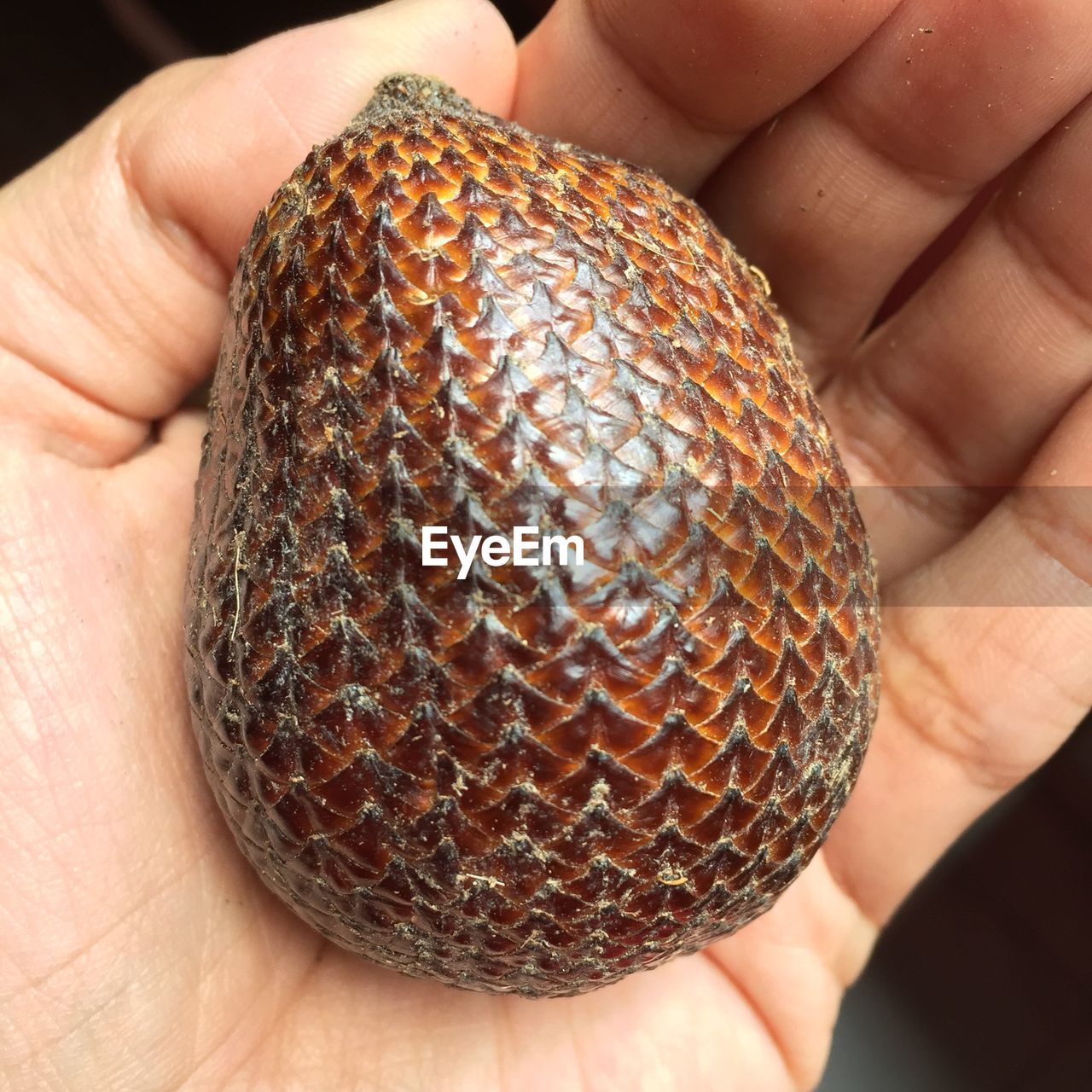 Close-up of person holding snake fruit