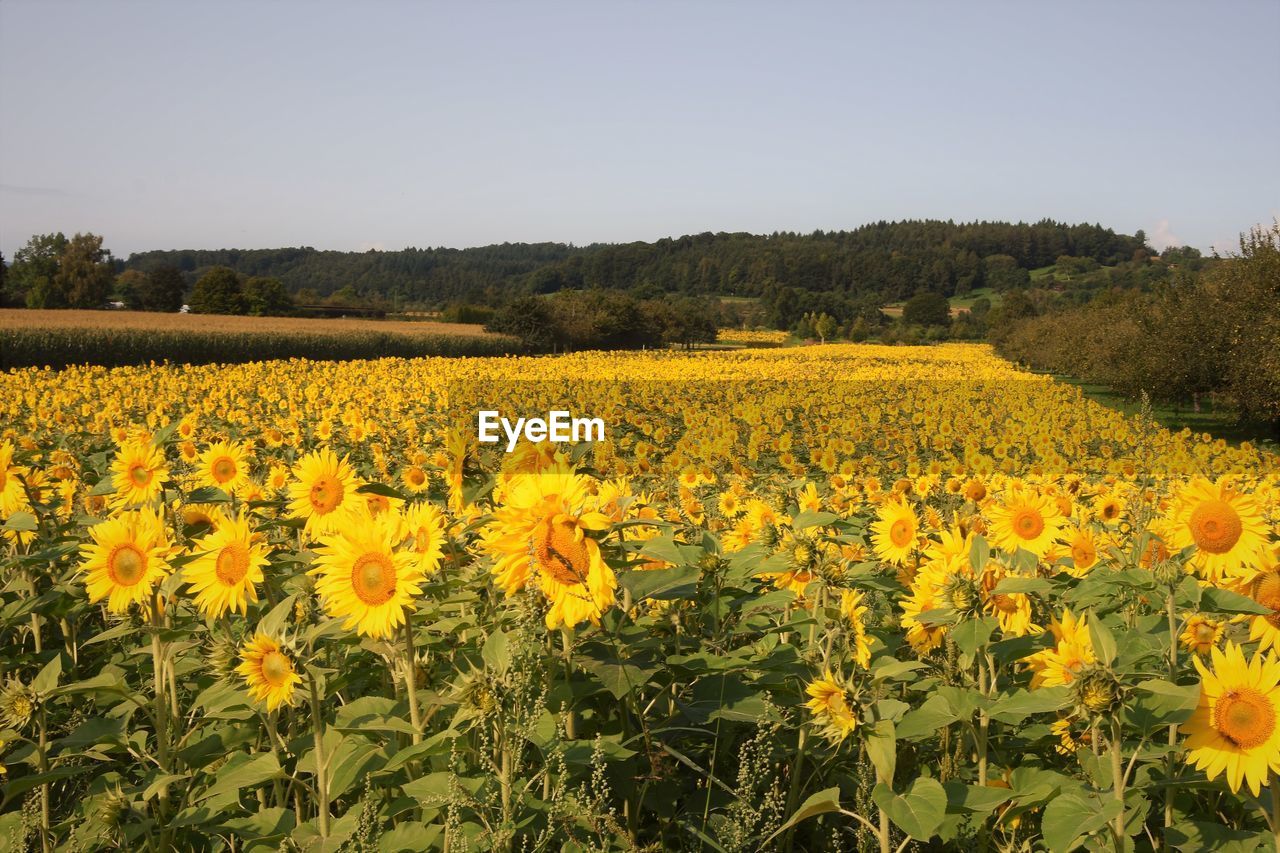 Scenic view of oilseed rape field against clear sky