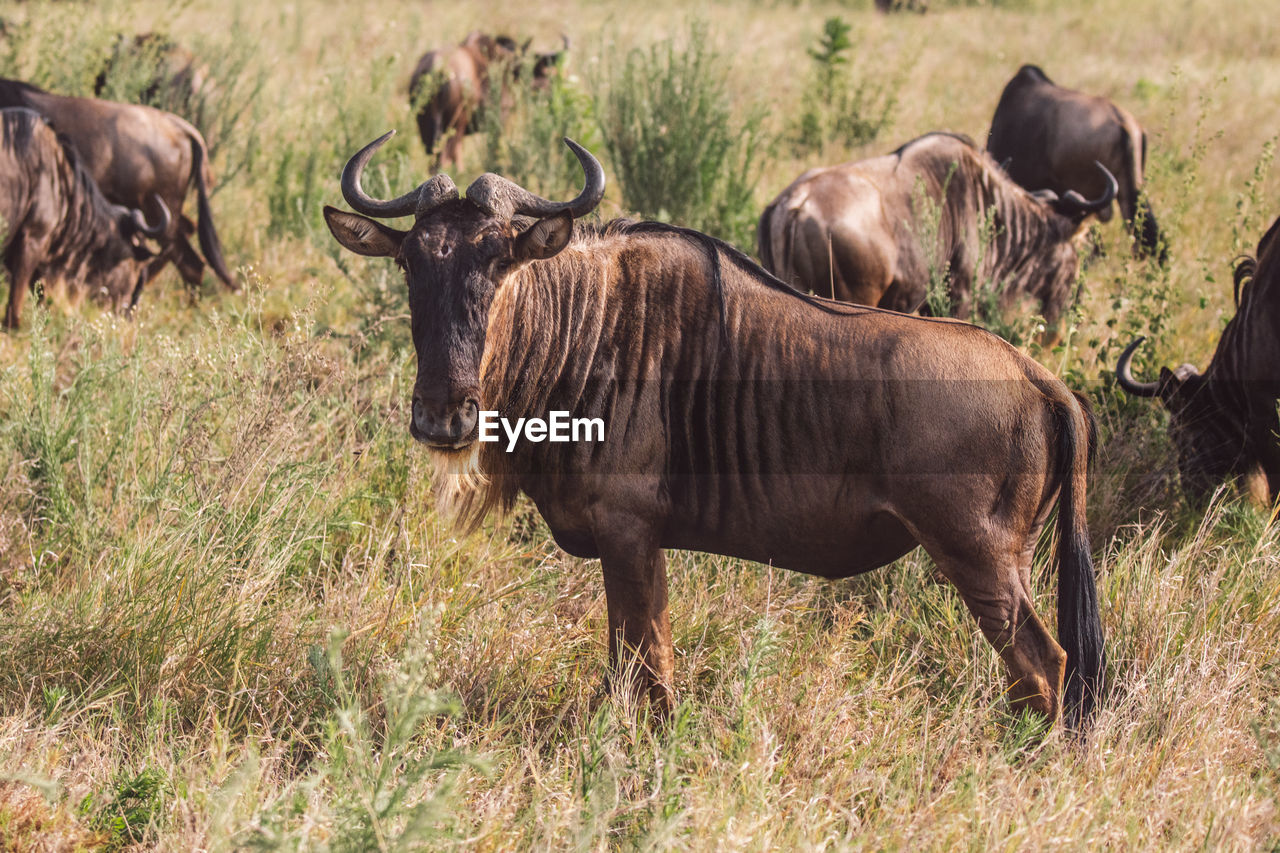 Gnu antelope standing on field