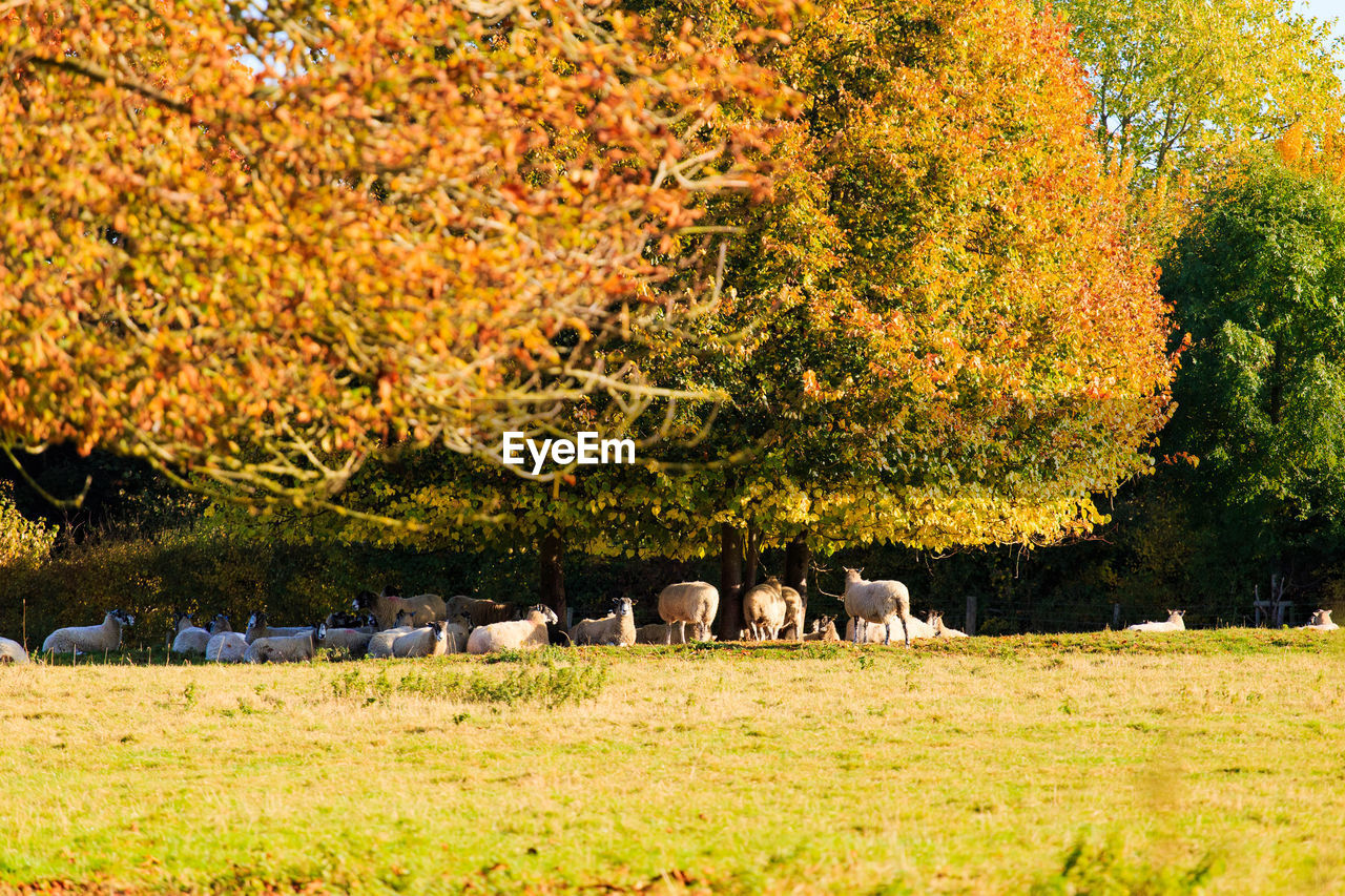 Sheep on field against trees