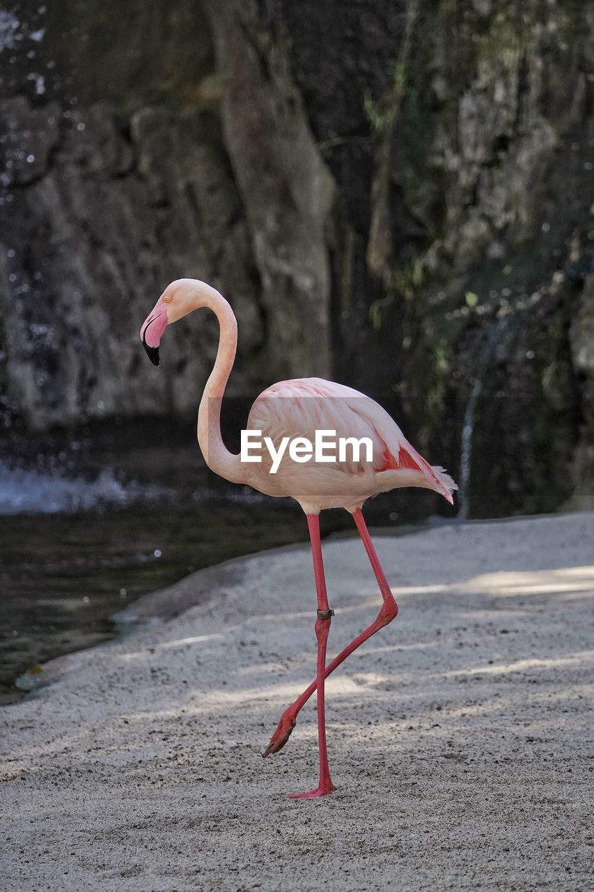 animal themes, animal, animal wildlife, bird, wildlife, flamingo, one animal, beak, water, nature, pink, water bird, full length, no people, side view, travel destinations, day, outdoors, animal body part, standing, sea