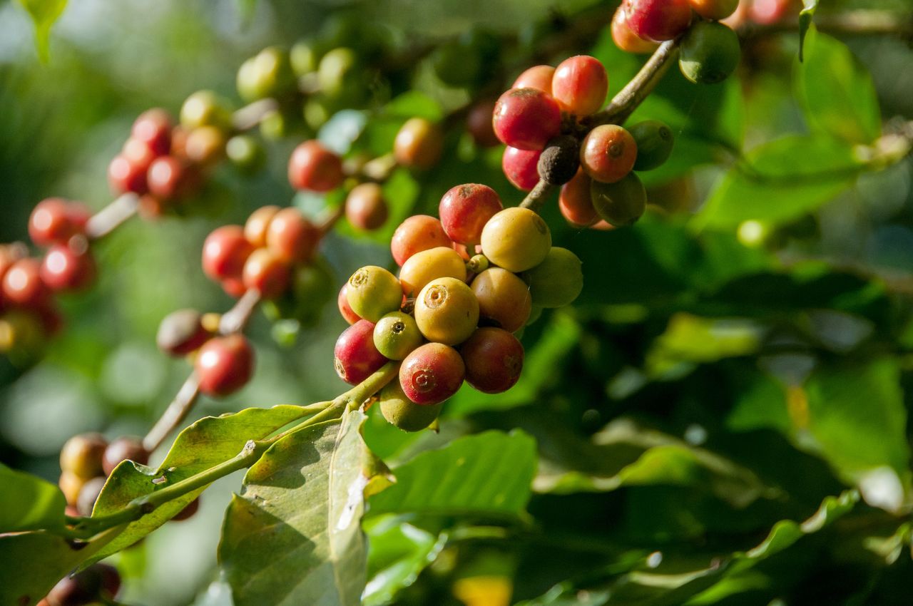 CLOSE-UP OF BERRIES ON PLANT