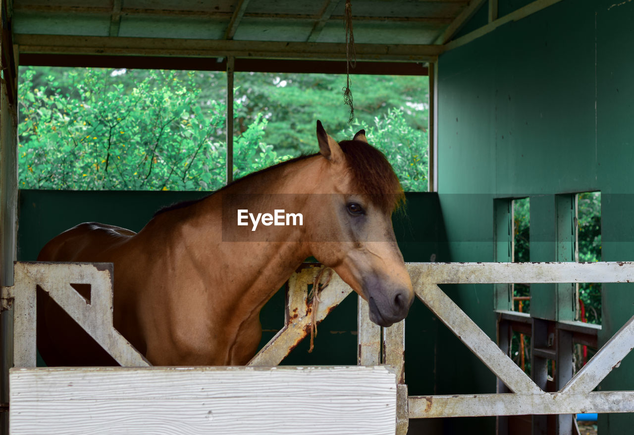 Horses in stables eating food in the farm