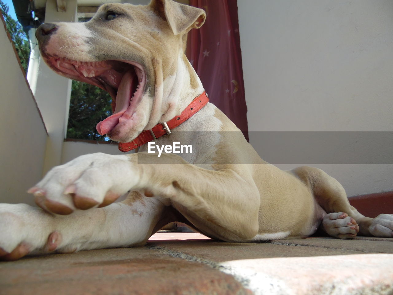 CLOSE-UP OF DOG YAWNING WHILE