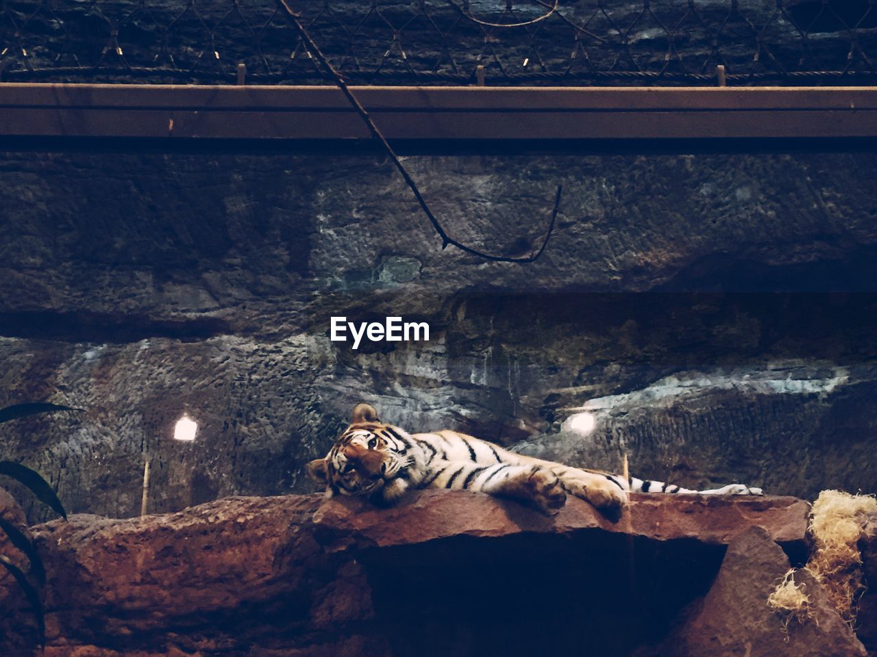 Tiger lying on rock