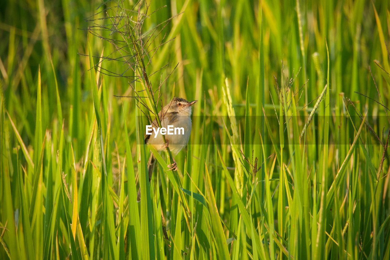 green, grass, animal themes, animal, animal wildlife, one animal, plant, nature, wildlife, prairie, meadow, bird, natural environment, lawn, sweet grass, grassland, no people, growth, flower, beauty in nature, paddy field, land, day, outdoors, field, perching, wetland, focus on foreground, yellow