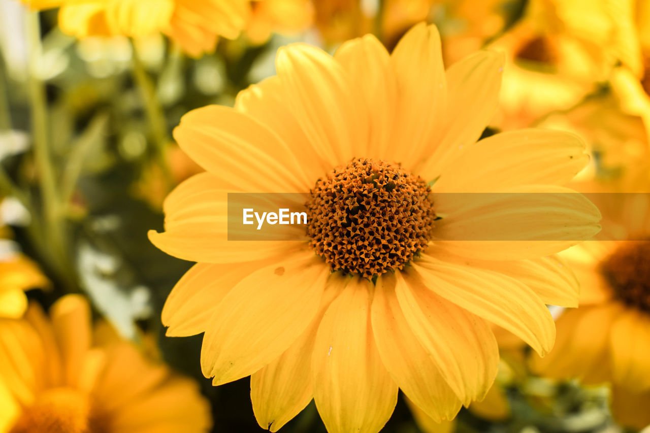 Close-up of yellow flowering plants