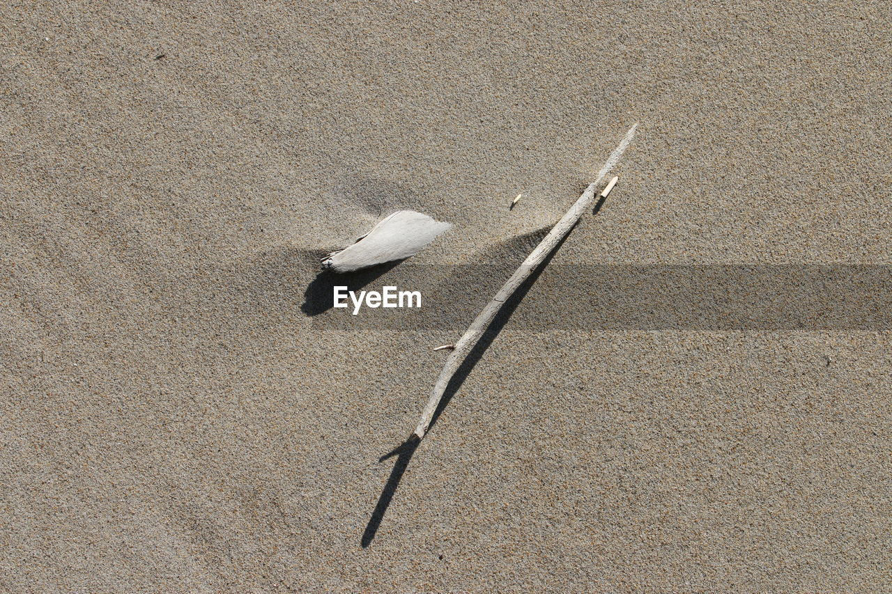 HIGH ANGLE VIEW OF BIRD ON SANDY BEACH