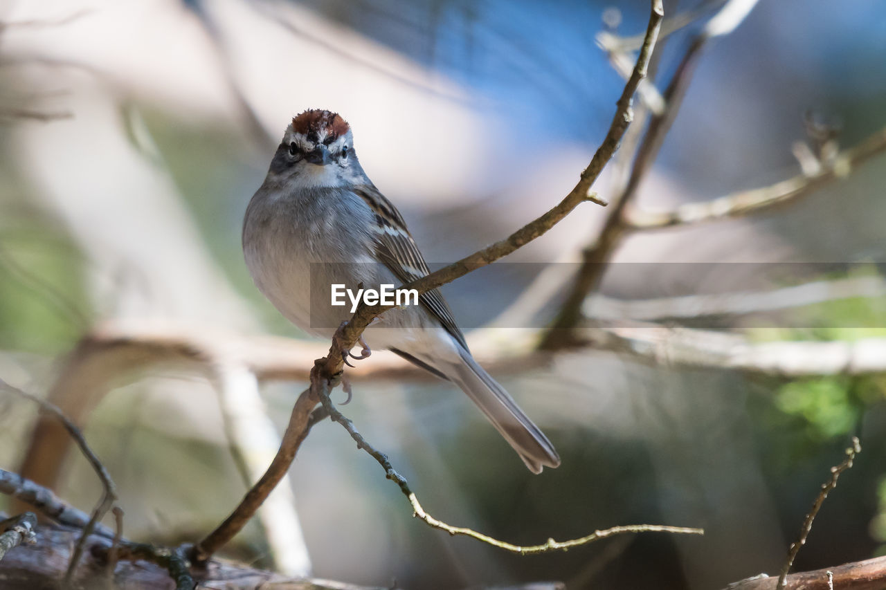 CLOSE-UP OF BIRD PERCHING ON A BRANCH