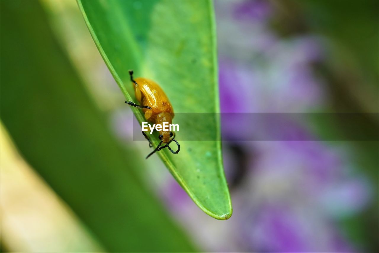 Picture of orchid loving leaf beetles 