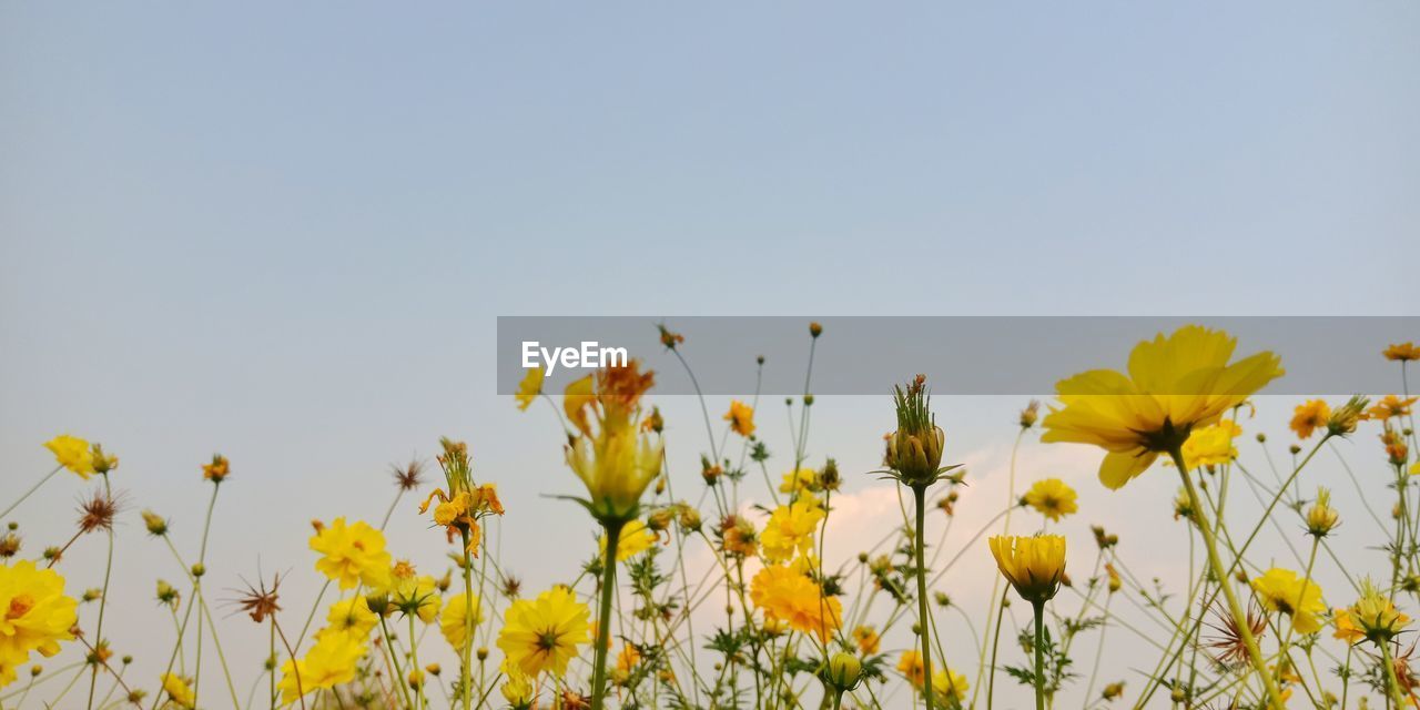 Close-up of yellow flowering plants on field against clear sky