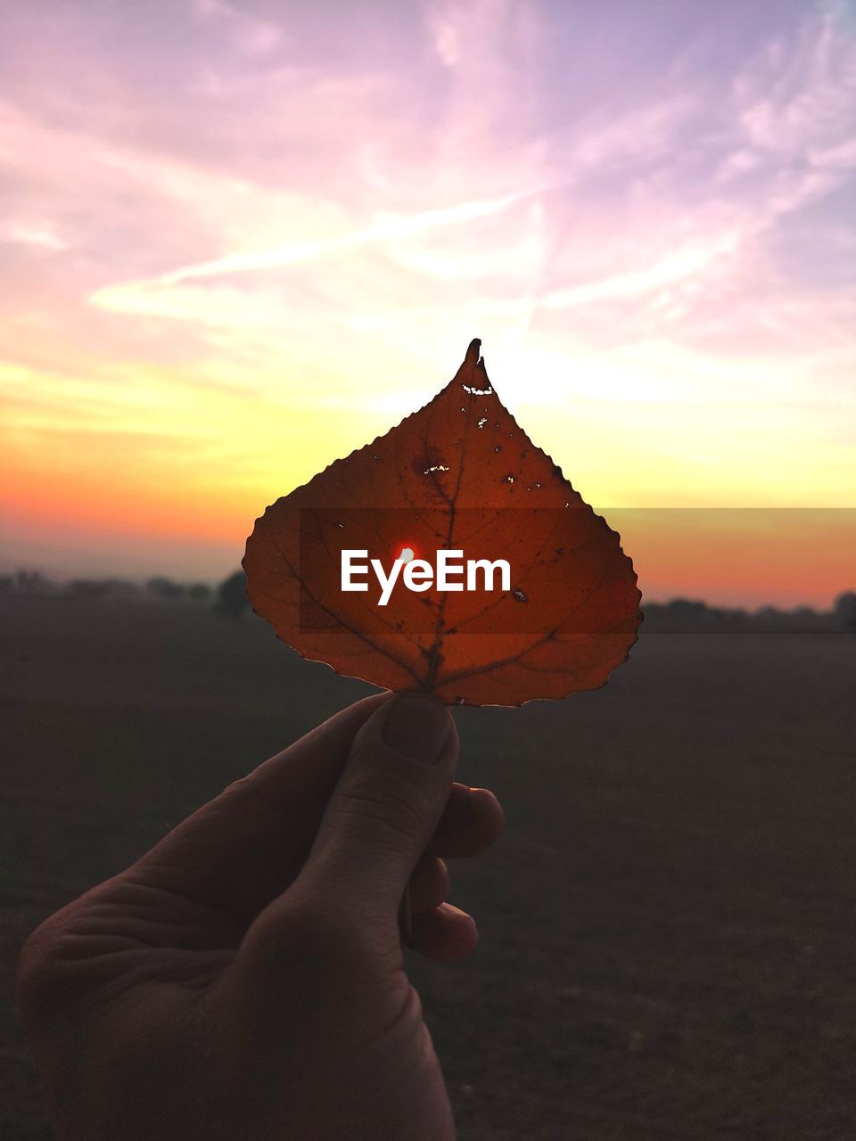 Cropped hand holding leaf against sky during sunset