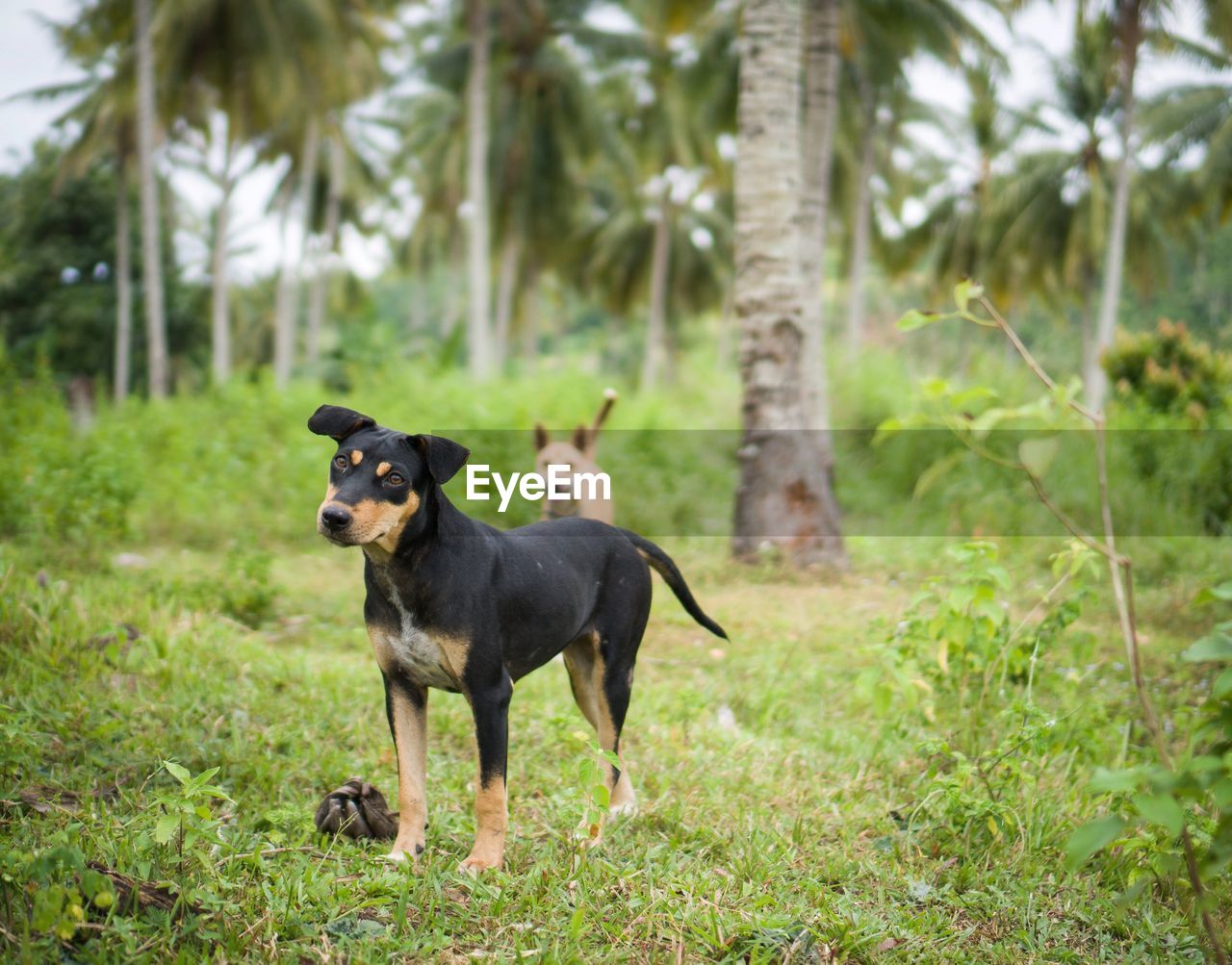 Dogs standing on grassy land