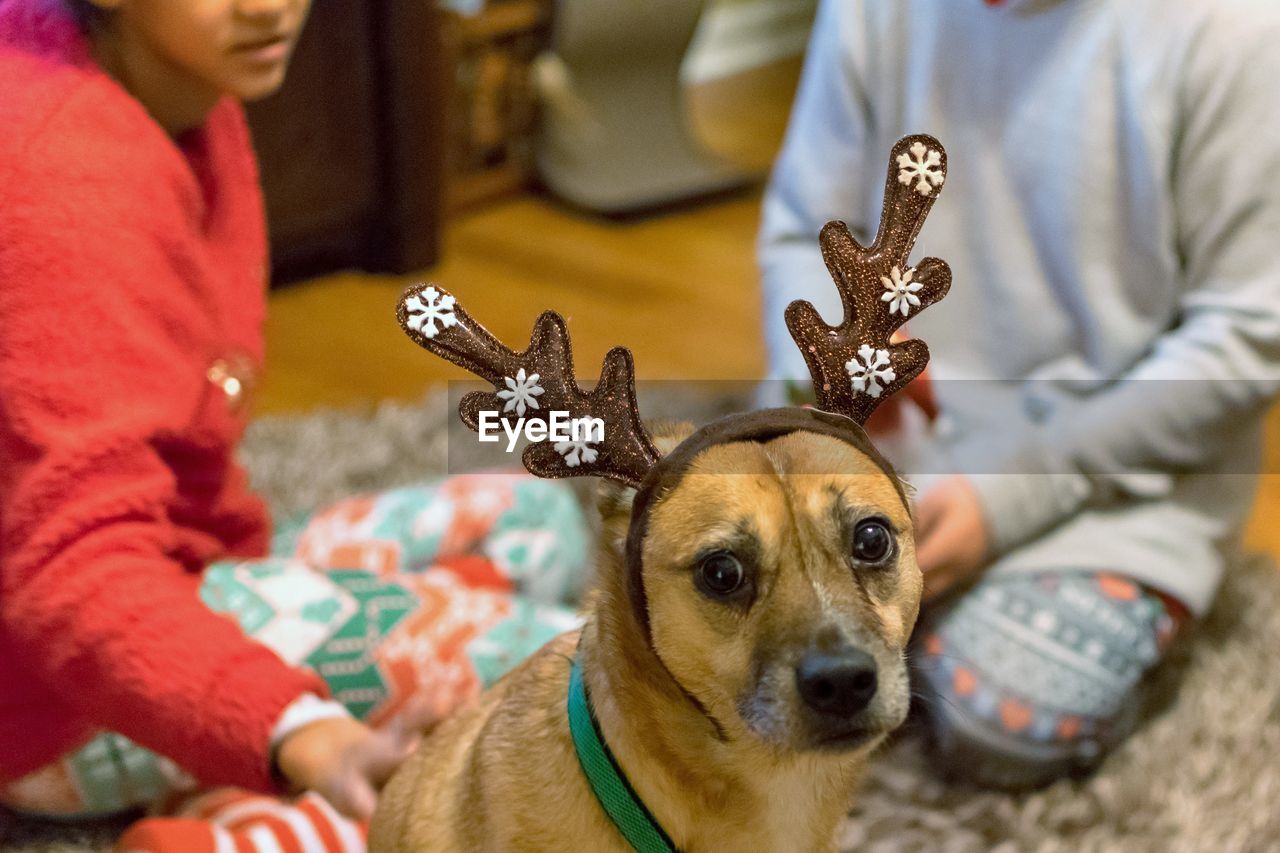 Portrait of dog wearing headband with women at home