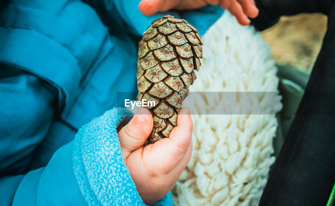 Midsection of person holding pine cone