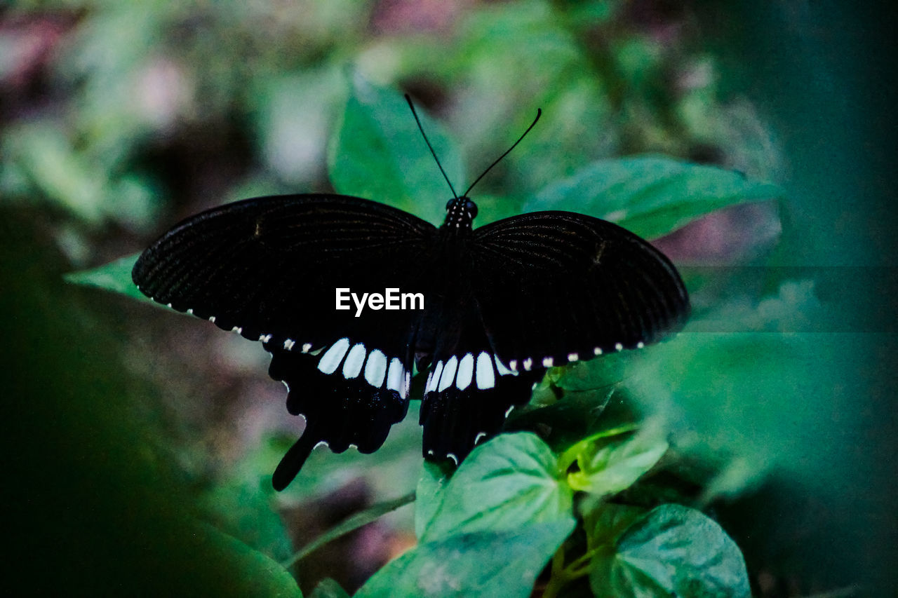 BUTTERFLY ON LEAF