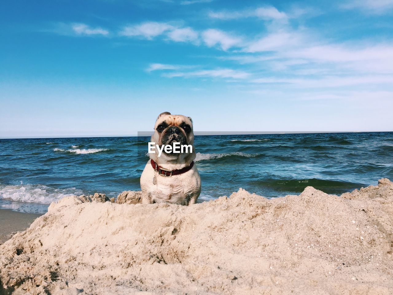 Portrait of pug at beach against sky