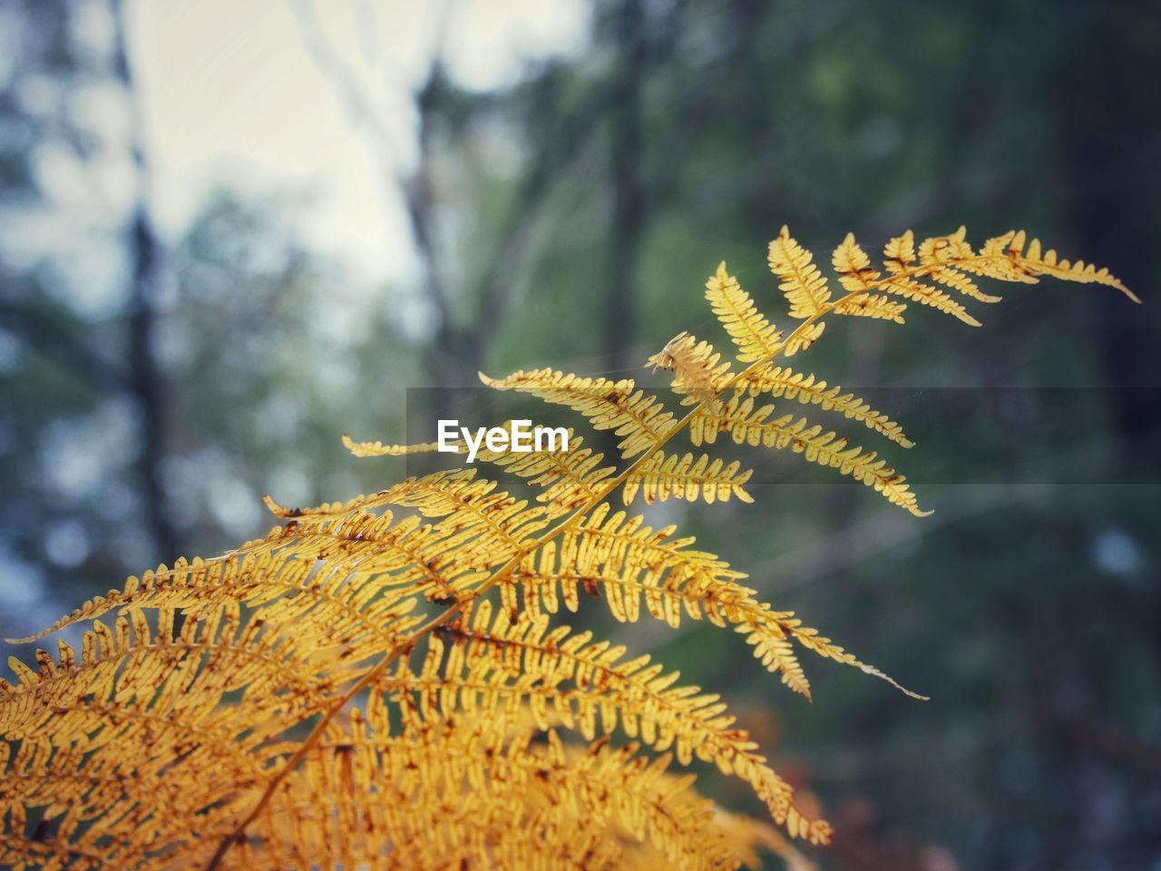 tree, plant, branch, leaf, nature, focus on foreground, autumn, plant part, close-up, no people, beauty in nature, flower, sunlight, day, macro photography, outdoors, forest, growth, frost, pinaceae, yellow, coniferous tree, tranquility, plant stem, pine tree, land, selective focus, environment