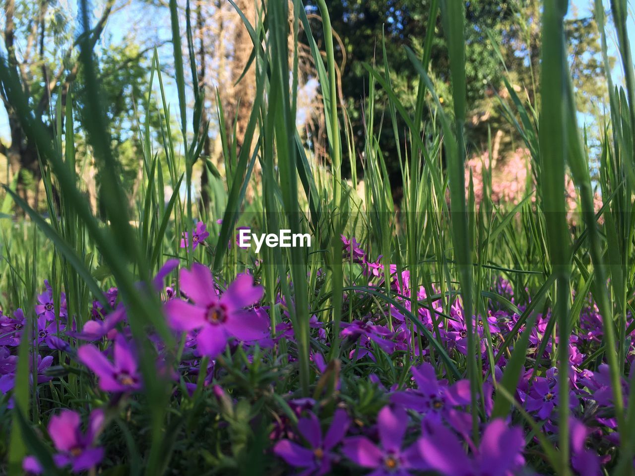 Purple flowers blooming in field